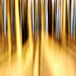 zlatý les