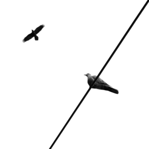 č na b: potravinový reťazec