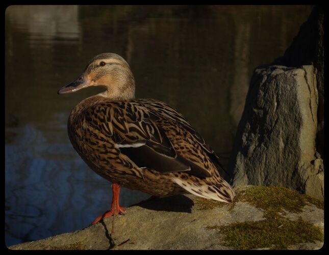 Kačka ZOO Zlín