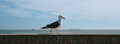 seagull