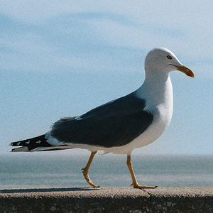 seagull