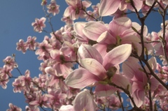 Magnolia