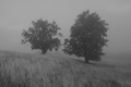 V hmle a daždi