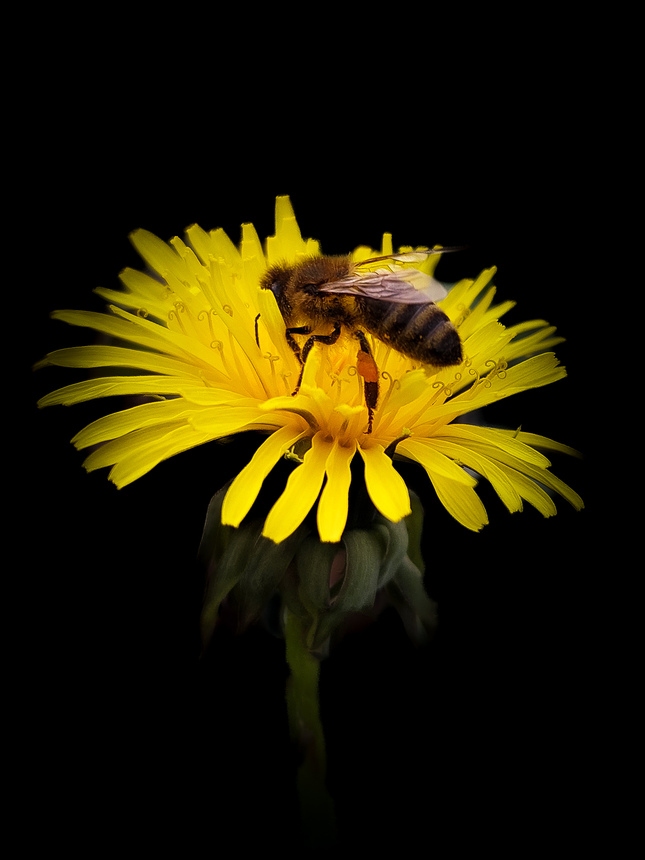 Krásna včela