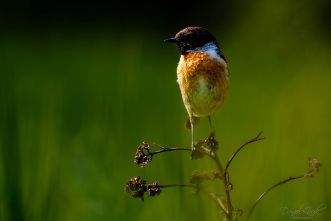 Pŕhľaviar čiernohlavý