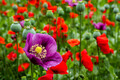 Papaver 'Bolero