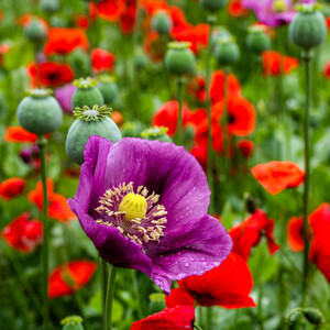 Papaver 'Bolero