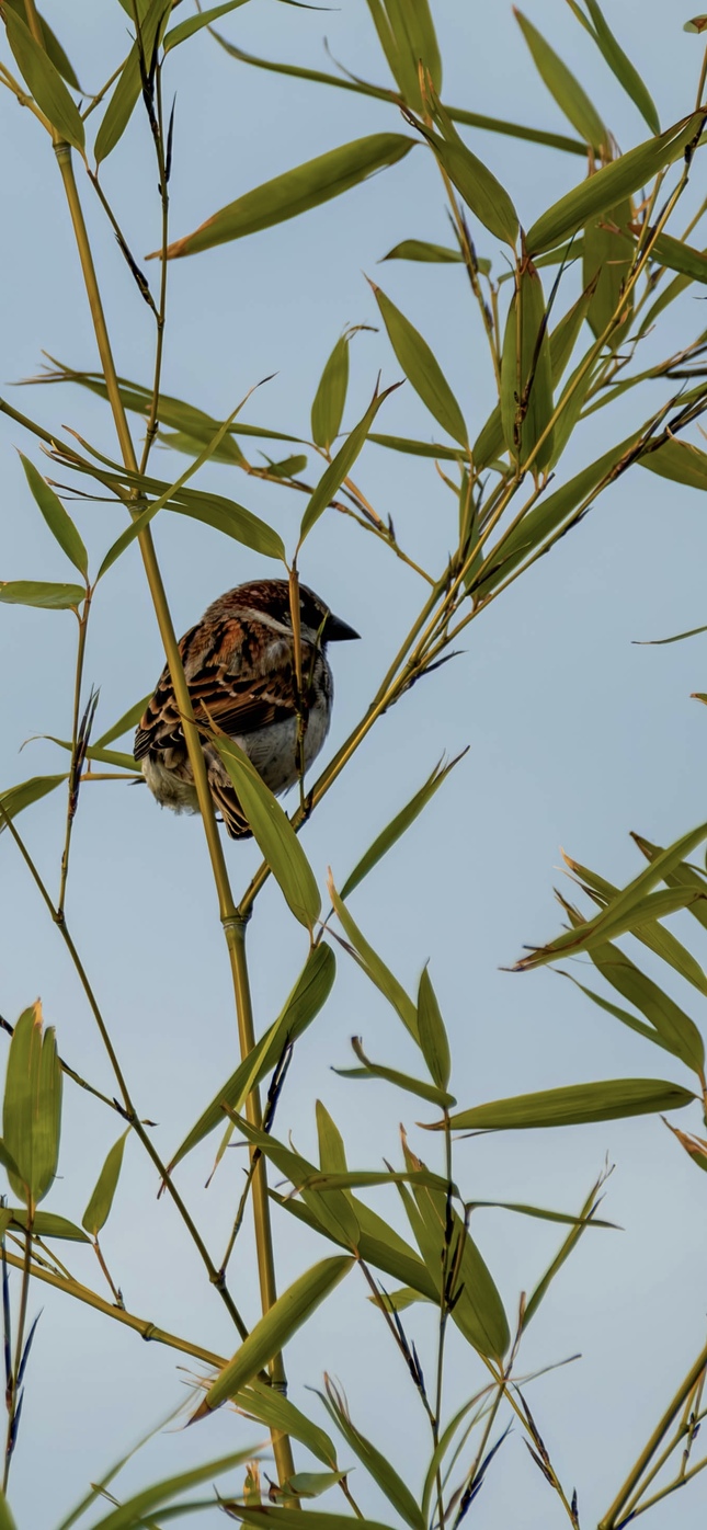 Vrabec na bambuse
