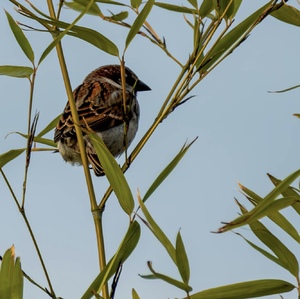 Vrabec na bambuse