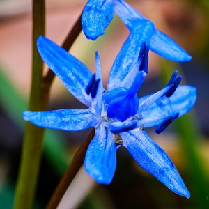 Scila dvojlista