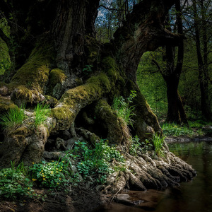 Korene starej jelše