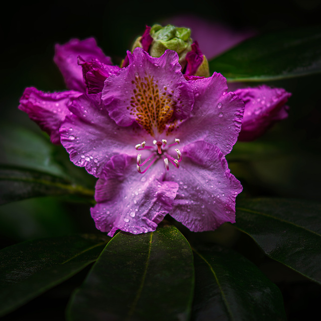 Rododendron