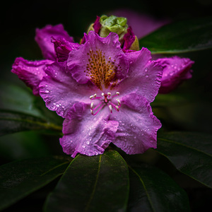 Rododendron