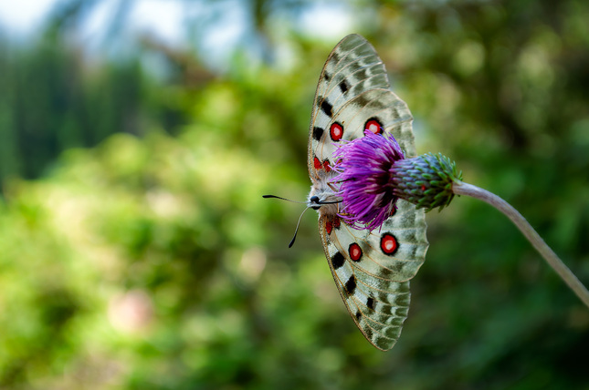 Parnassius apollo