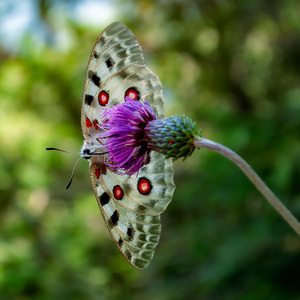 Parnassius apollo