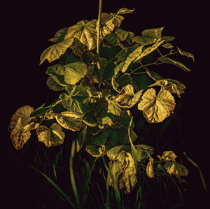 Vinič na konci leta