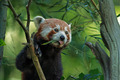 Panda červená