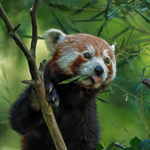 Panda červená