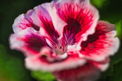 Makro kvietok