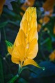Kvietok botanická záhrada