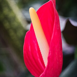 Kvietok botanická záhrada