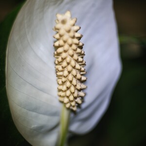 Kvietok botanická záhrada