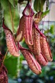Botanická záhrada