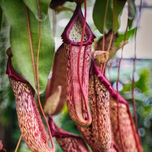 Botanická záhrada