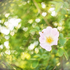 roses en forme de cœur