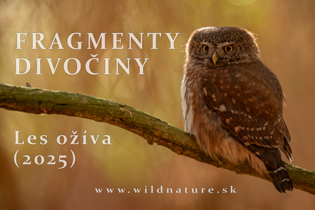 FRAGMENTY DIVOČINY - Les ožíva (2025)