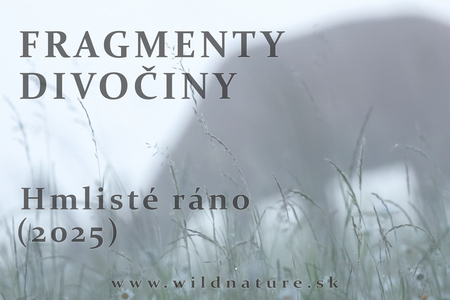 • FRAGMENTY DIVOČINY - Hmlisté ráno (2025) •