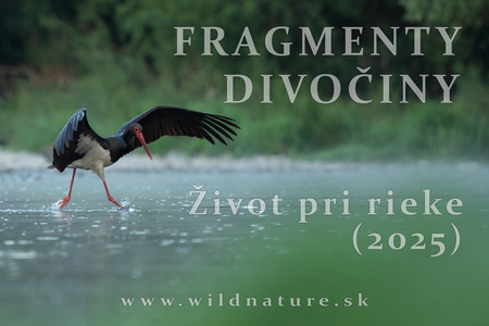 FRAGMENTY DIVOČINY - Život pri rieke (2025)