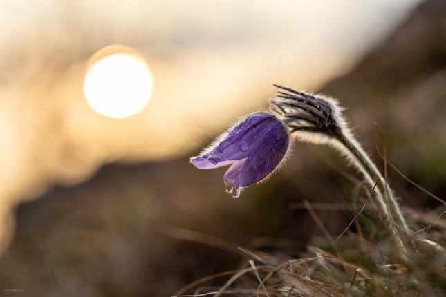 • Poslovia jari •