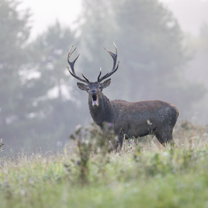 • Jesenná symfónia •