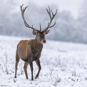 • Prvé dotyky zimy •