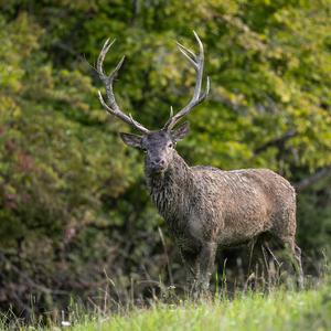 • Uprostred bojiska •