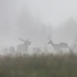 • Prízraky z hmly •