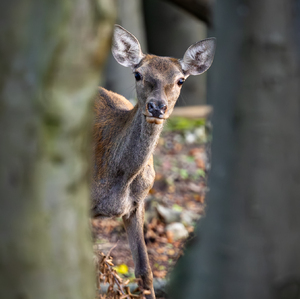 • Lesný obraz •