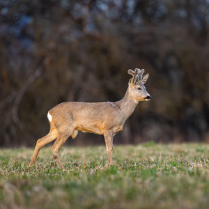 • Na sklonku dňa •