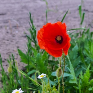 Pole na Záhorí