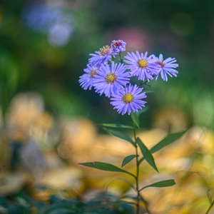 Kvety v mojej zahrade 1