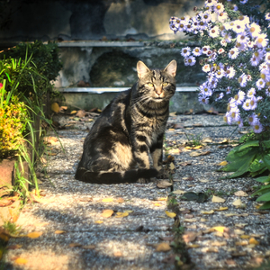 Kvety v mojej zahrade  2