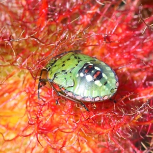 zelená na červenom