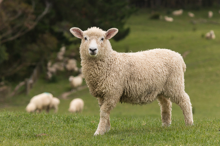 O ovciach a fotografoch
