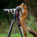 animals-with-camera-helping-photographers-13__880.jpg