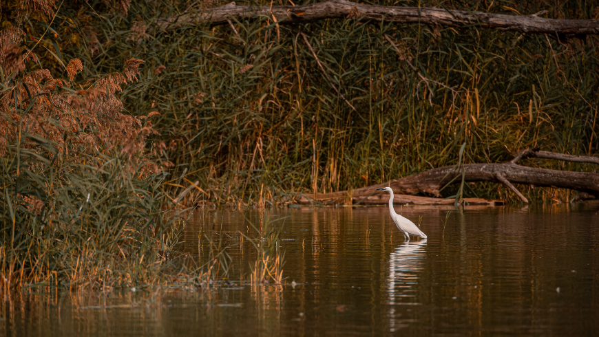 Fotografovanie vtáctva s Fujinon XF 400mm f/4.5 R LM OIS WR