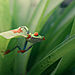 "Pripravený na skok zo série": "Hypnotická červenooká listová žaba", © Pablo Trilles Farrington