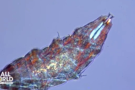 Tardigrade (Milnesium) s viditeľnými svalovými vláknami | Martin
