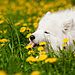 dog-photography-ksuksa-raykova-54.jpg