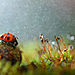 wet-ladybug__880.jpg